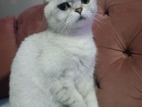 Acil yuva scottish fold kızımıza