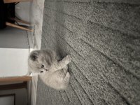 Süper kalite teddy bear british shorthair