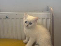 British shorthair kedisi