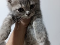 Scottish fold 2 aylık kedimiz