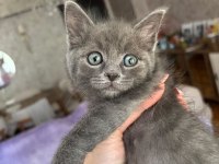 Minik british shorthair yavrumuza yuva arıyoruz