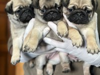 Pug yavrularımız
