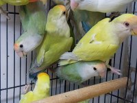 Mutasyon Sevda Papağanları
