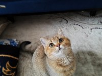 Golden british shorthair