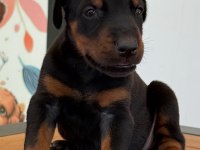 Secereli Doberman yavrularımız 