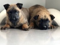Ruhsatlı Köpek Çifliğinden Malinois Yavrular A Scrli