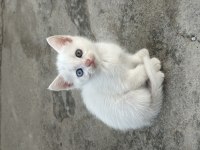 Van Kedisi Uzun Tüylü Tilki Kuyruk