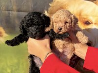 Siyah toy poodle bebekler ruhsatlı çiftlik 