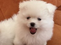 Aile Yanında Büyüyen Safkan Pomeranian Yavrular