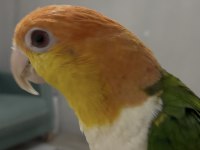 Dost Canlısı Konuşma Var Ful Uysal Caique