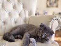 Sevimli Scottish fold kız