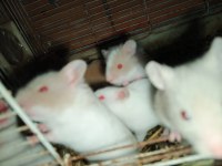 Renk Renk Hamsterler