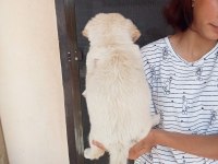 Uygun ve kaliteli maltipoo yavrular
