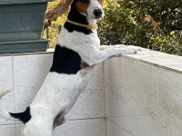 ÇOK ACİL JACK RUSSELL CİNSİ ÇOCUĞUMUZA YUVA!