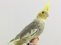 Yeme düşmüş kuşlarım