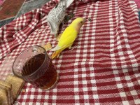 Sevda papağanı insana alışık
