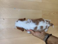 Cavalier King Charles yavrularımız