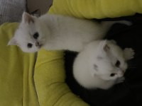 British shorthair yavrular
