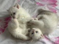 British Longhair Bebekler