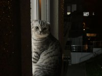 Babasının scottish fold oğlunu sahiplendiriyoruz