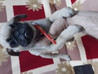 60 günlük pug yavrular