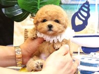KORE MALTİPOO BEBEKLERIM
