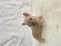 Renkli Gözlü Irk Garantili French Bulldog Yavrularım