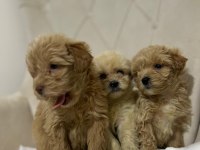 Maltipoo Kapıda Ödeme Ve Kredi Kartı İmkânı Mevcuttur