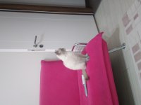 Oyun canavarı british shorthair sahiplendim diyeceksiniz