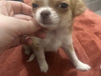 Orijinal chihuahua