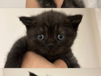 10 Temmuz Doğumlu British Shorthair Yavrular