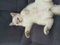 Scottish Blue point cinsi 3 aylık dişi