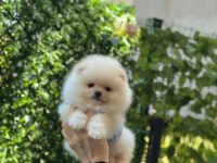 Show Kalite Pomeranian Boo Yavruları