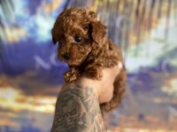 Kore orjinal kilo ırk garantili poodle