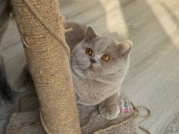 Erkek British Shorthair