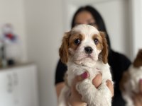 Safkan cavalier king charles yavrularım