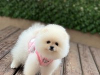 Birbirinden Güzel ve Sevimli Pomeranian Yavrularımız