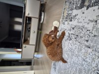 3 Aylık Toy Poodle