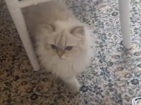 3 kısır dişi kedimiz yeni yuvalarını arıyor