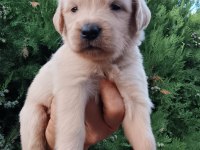 Golden retriever uygun ve güzel