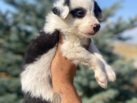 Petmode köpek çiftliğinden borde collie yavrular