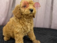 2 AYLIK POODLE YAVRULARI