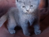 British Shorthair Kedimiz Adana Seyhan