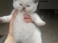 BLUE point scottish fold