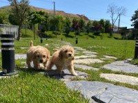 RUHSATLİ ÇİFLİKTEN MALTİPOO YAVRULARİ 