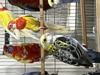 Genç Rozella Papağanı Kuşlar Takım Ve Damızlık Altı