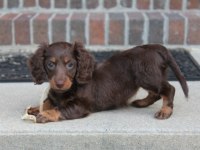 Çikolata tan longhair yavru köpekler
