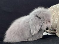 Hollanda Teddy Lop Tavşanı Yavruları
