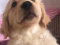 Saf Irk Yavru Golden Retriever