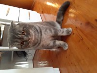 Manavgatta 9 aylık erkek scottish fold